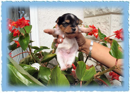 Goldspalter welpe Lenny Goldpfeil