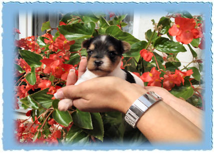 Goldspalter welpe Lenny Goldpfeil