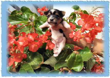 Goldspalter welpe Lennox Goldliebling