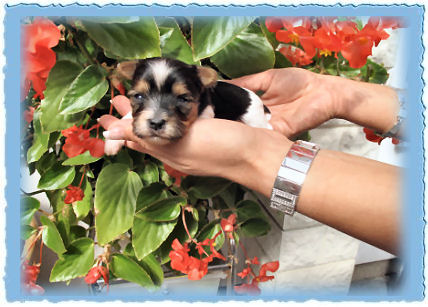 Goldspalter welpe Lennox Goldliebling