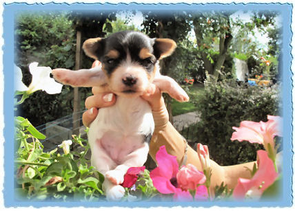 Goldspalter welpe Leoniex Gold Mouse