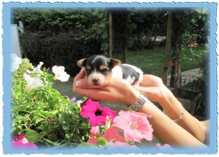 Goldspalter welpe Leoniex Gold Mouse