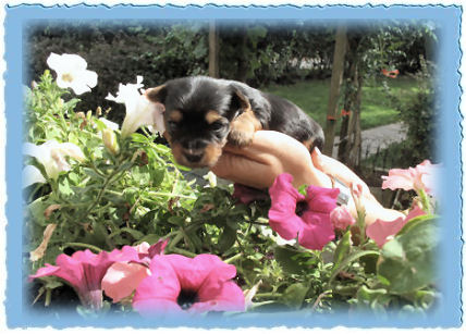 Goldspalter welpe Lino Goldspatz