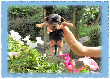 Goldspalter welpe Lino Goldspatz