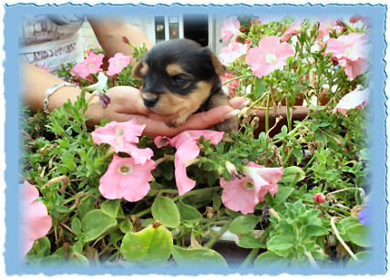 Goldspalter welpe Lilly Goldstern