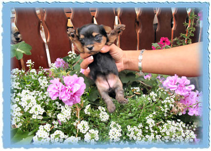 Goldspalter welpe Lexi Goldhexe