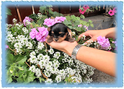 Goldspalter welpe Lexi Goldhexe