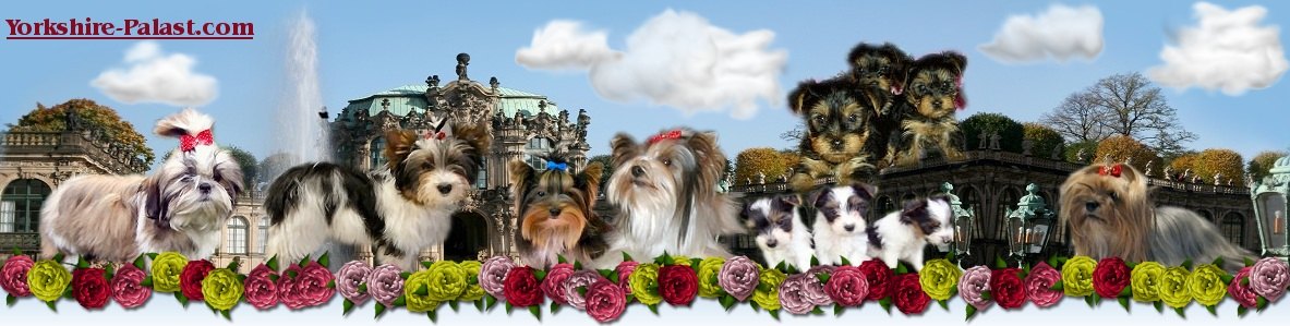 yorkshire terrier palast